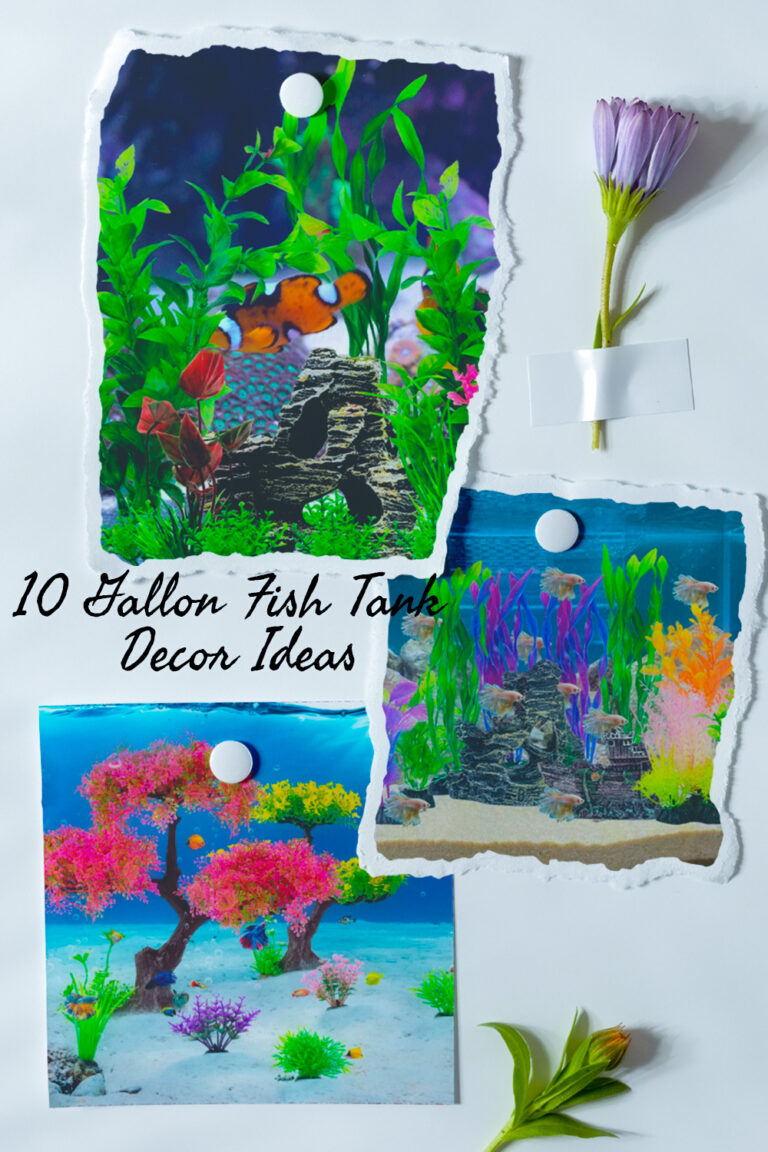 10 Gallon Fish Tank Decor Ideas